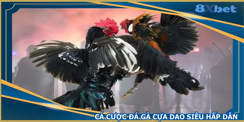 ca-cuoc-da-ga-cua-dao-sieu-hap-dan