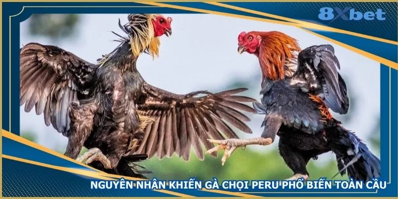 nguyen-nhan-khien-ga-choi-peru-pho-bien-toan-cau